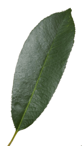 leaf